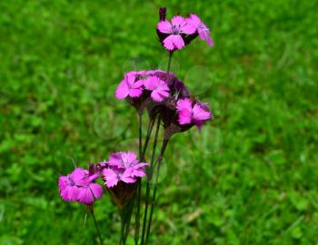 Dianthus carthusianorum (Carthusian Pink) on green meadow