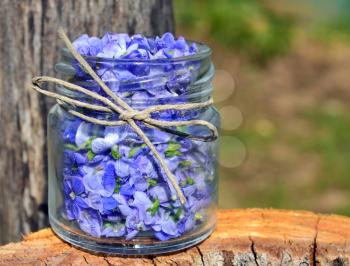 Germander speedwell(also known as Veronica chamaedrys or bird's eye speedwell or cat's eye) in a small jar