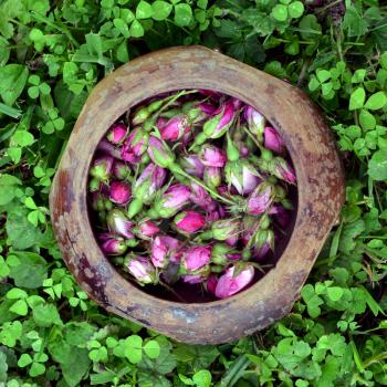  Pink rose buds in a wooden bowl on grass
