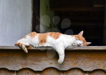 Red and white cat sleaping on the edge of the porch 
