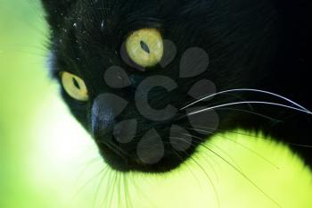 Black cat with green eyes on green background