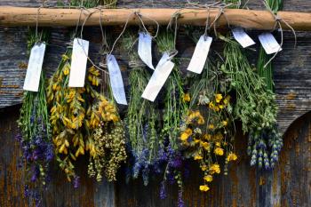 Bunches of dry herbal plants hanging on old wooden wall 