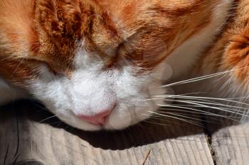 Orange cat with pink nose sleeping outdoor