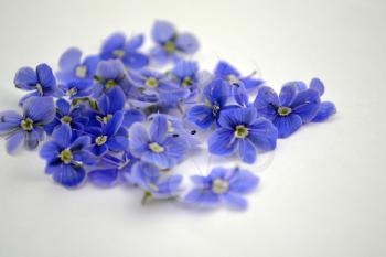 Romantic background with blue flowers