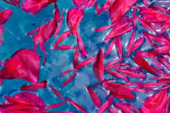 Peony petals floating on blue water