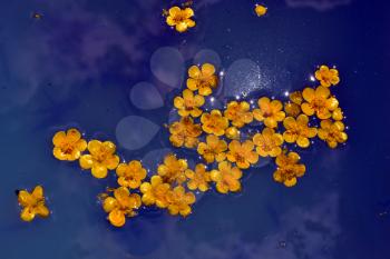 Yellow flowers floating on blue water with sparks 
