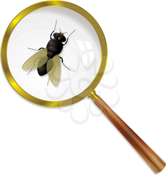 Royalty Free Clipart Image of a Fly Under a Magnifying Glass