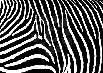 Royalty Free Clipart Image of a Zebra Background