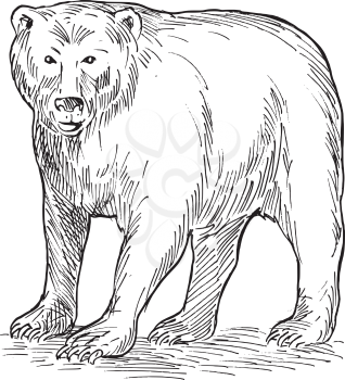 Royalty Free Clipart Image of a Sketch of a Bear