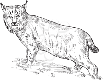 Royalty Free Clipart Image of a Lynx