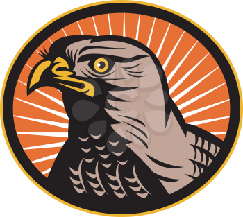 Royalty Free Clipart Image of a Hawk