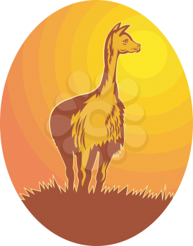 Royalty Free Clipart Image of a Llama Standing in the Sun