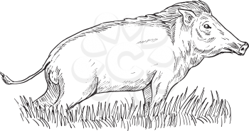 Royalty Free Clipart Image of a Wild Boar Sketch