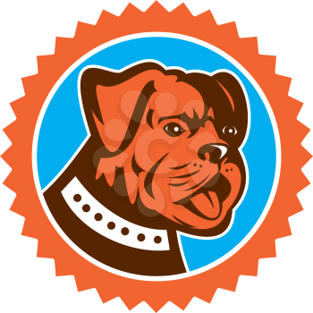 Illustration of a bulldog dog mongrel head mascot showing tongue set inside rosette on isolated background done in retro style.