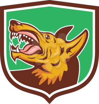 Illustration of an angry wild dog looking up showing fangs viewed from the side set inside shield crest on isolated background done in retro style. 