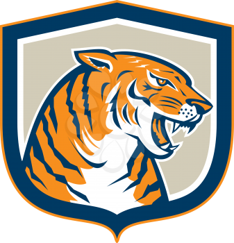 Illustration of an angry tiger head sitting and growling viewed from side set inside shield crest on isolated background done in retro style.