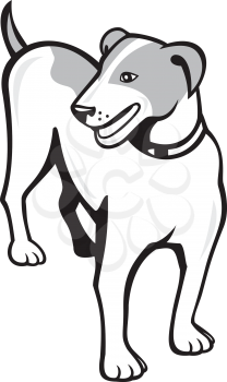 Illustration of a jack russell terrier dog standing looking to the side set on isolated white background done in cartoon style. 
