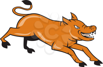 Illustration of an angry wild pig showing teeth jumping running attacking viewed from the side set on isolated white background done in cartoon style.