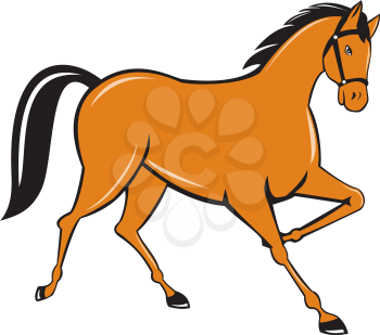 Illustration of horse cantering trotting viewed from the side set on isolated white background done in cartoon style. 