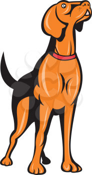 Illustration of a cocker spaniel golden dog retriever dog standing looking up set on isolated white background done in cartoon style. 