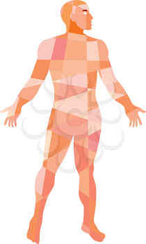 Low polygon style illustration of a gross anatomy male with hands on the side viewed from front set on isolated white background
