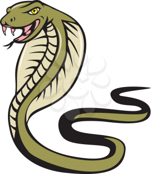Illustration of a cobra viper snake serpent with tongue out attacking viewed from the side set on isolated white background done in cartoon style. 