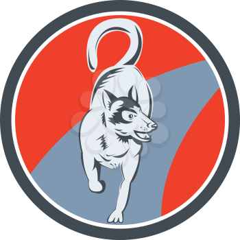 Illustration of a siberian huskie husky dog of the spitz breed full body viewed from the front set inside circle done in retro style on isolated bacgkround.
