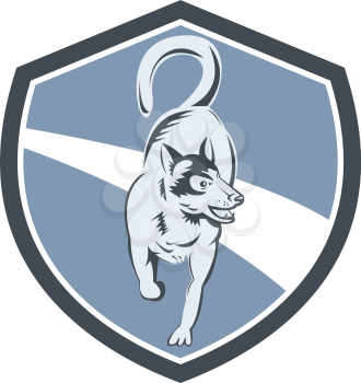 Illustration of a siberian husky dog of the spitz breed full body viewed from the front set inside crest shield done in retro style on isolated bacgkround.