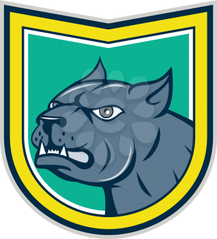 Illustration of an angry pitbull dog mongrel head looking to the side set inside shield crest on isolated background done in cartoon style. 