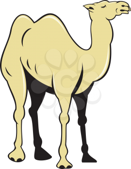 Illustration of a camel viewed from the side set on isolated white background done in cartoon style. 