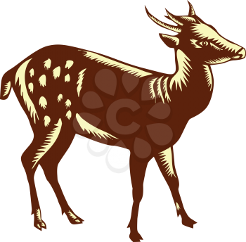 Illustration of the Visayan spotted deer (Rusa alfredi), also known as the Philippine spotted deer standing viewed from the side set on isolated white background done in retro woodcut style. 