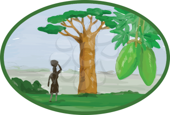 Watercolor style illustration of the Baobab tree and fruit  that grows in low-lying areas in Africa and Australia and woman with basket on head set inside oval.