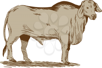 Drawing sketch style illustration of a brahman bull looking front viewed from the side set on isolated white background. 