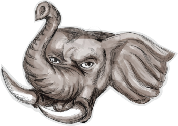 Watercolor style illustration of an african elephant head with tusk set on isolated white background viewed from front. 