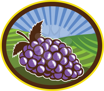 Illustration of a bunch of grapes set inside oval shape with farm vineyard and sunburst in the background done in retro woodcut style. 