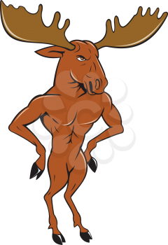 Illustration of a moose standing hands akimbo on hips looking to the side set on isolated white background done in cartoon style. 