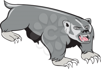 Illustration of a badger pouncing viewed from front set on isolated white background done in cartoon style. 