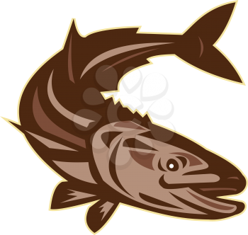 Illustration of a cobia (Rachycentron canadum) or black kingfish, black salmon, ling, lemonfish, crabeater, prodigal son, black bonito, aruan tasek achycentron canadum, diving down viewed from front s