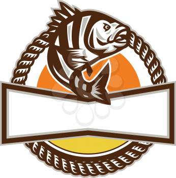 Illustration of a sheepshead (Archosargus probatocephalus) a marine fish viewed from the side set inside rope circle with banner on isolated background done in retro style. 
