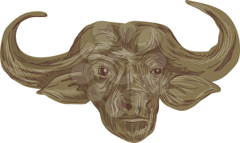 Drawing sketch style illustration of a head of an African buffalo or Cape buffalo,Syncerus caffer, a large African bovine viewed from front set on isolated white background. 