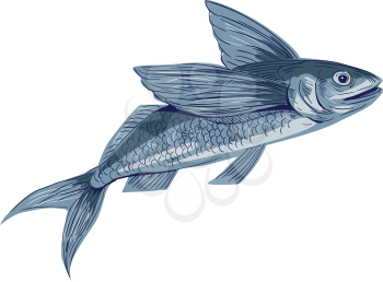 Drawing sketch style illustration of a flying fish or Exocoetidae, a family of marine fish in the order Beloniformes class Actinopterygii viewed from the side set on isolated white background