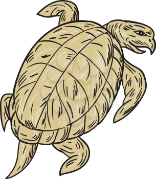 Drawing sketch style illustration of a ridley turtle viewed from rear set on isolated white background. 
