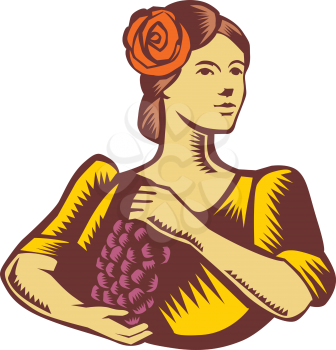 Illustration of a senorita spanish lady looking to the side holding grapes viewed from front set on isolated white background done in retro woodcut style. 
