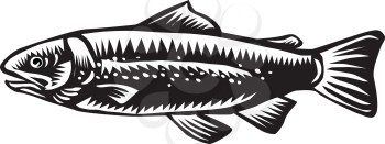 Illustration of a spotted sea trout fish viewed from the side set on isolated white background done in retro woodcut style. 