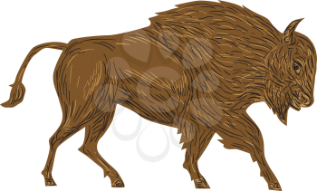 Illustration of a North American bison, plain bison, wood bison or buffalo, bull charging viewed from side on isolated white background done in retro style. 