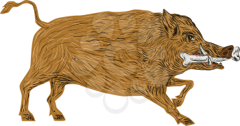 Illustration of a wild pig boar razorback walking with bone in mouth viewed from side set on isolated white background done in retro style. 
