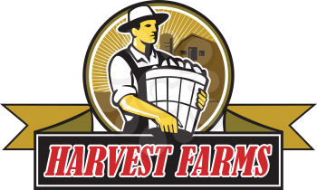 Illustration of an organic farmer carrying basket of harvest crops looking to the side set inside circle with barn and sunburst in the background and the words text Harvest Farms on a ribbon done in r