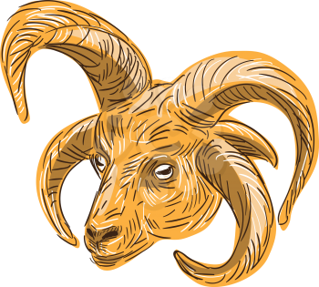 Drawing sketch style illustration of a head of a Manx Loaghtan, Loaghtyn or Loghtan, a breed of sheep (Ovis aries) native to the Isle of Man that have dark brown wool and usually four or occasionally 