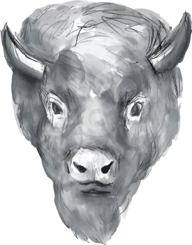 Watercolor style illustration of an american bison buffalo bull head facing front set on isolated white background.