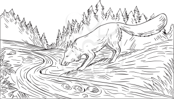 Drawing sketch style illustration of a fox drinking from river creek with woods trees forest in the background done in black and white. 